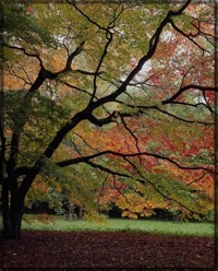 Fall Trees Westchester NY